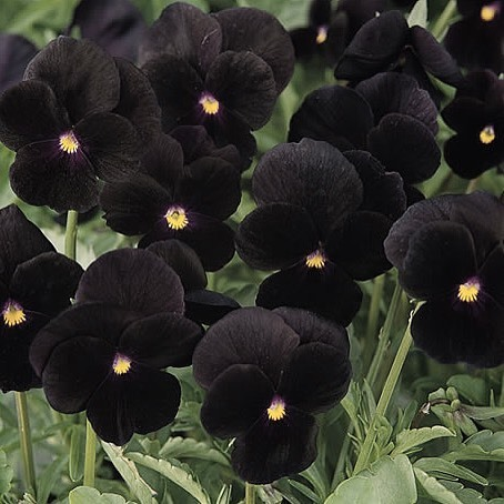 lavieestbelIe's tweet photo. Black pansies https://t.co/qWKCzOTC4g