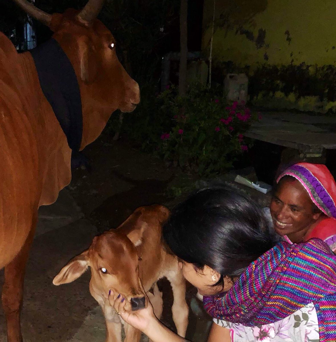 meenakshisharan's tweet image. Why was #CowProtection not incorporated into the #IndianConstitution as one of its Directive Principles?
