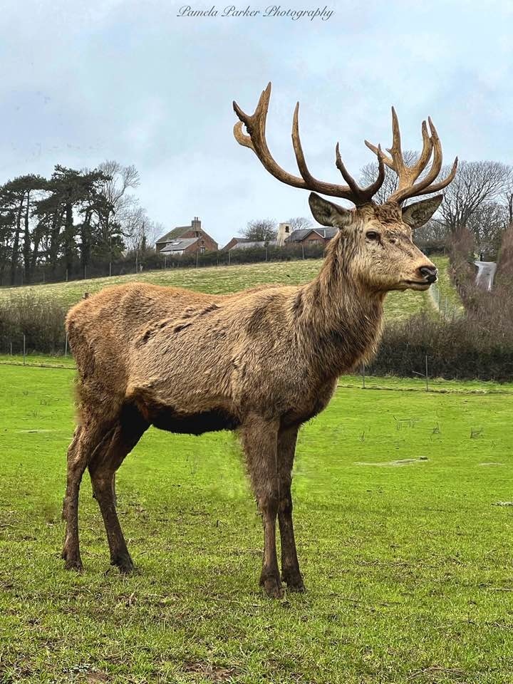 Oh deer... 🦌

📌 Newport
📷️ Pamela Parker⁠
⁠
#visitengland #isleofwight #exploreisleofwight #visitisleofwight #islandlife #isleofwightlife #isleofwightshots #stunning #atmospheric #calm #scenic #picoftheday #iconic #greatphoto #Newport #gorgeous #deer #wildlife #countryside