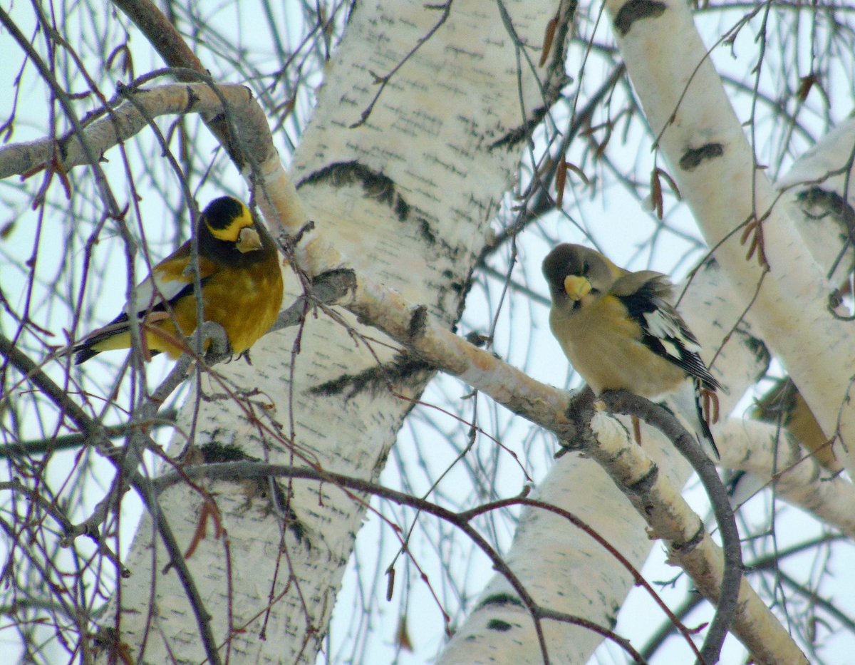 arrivedeh's tweet photo. A pair of evening grosbeaks apparently very interested in something.
#winterbirds #birdwatching #birding #grosbeak #birdpair #birdphoto https://t.co/8NNCfuzxjS