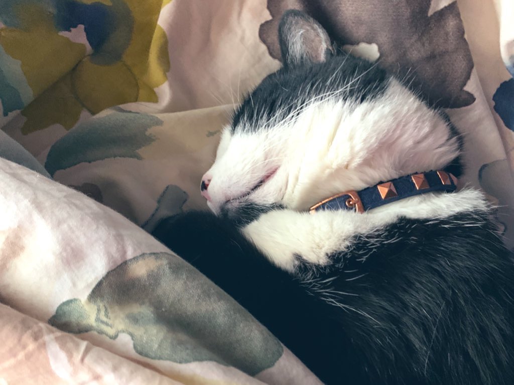 RLG_NY's tweet image. @brooklynbarwick — I HAVE A TUXEDO CAT TOO! I rescued her, her parents abandon and left her for weeks when they foreclosed on house and I saw her on Facebook I came and got her…she was in glass…I rescued her but really she rescued me😻🥹🫶🏼🐈‍⬛🌙 #tuxedocats #tuxedocatsoftwitter