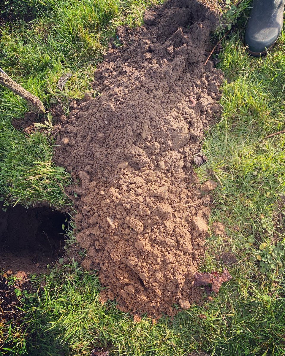 Digging holes to look at soil profiles and root growth. Helps us understand what the vines need. #englishwine #vineyard #soil #soilhealth #lovelyweatherforit