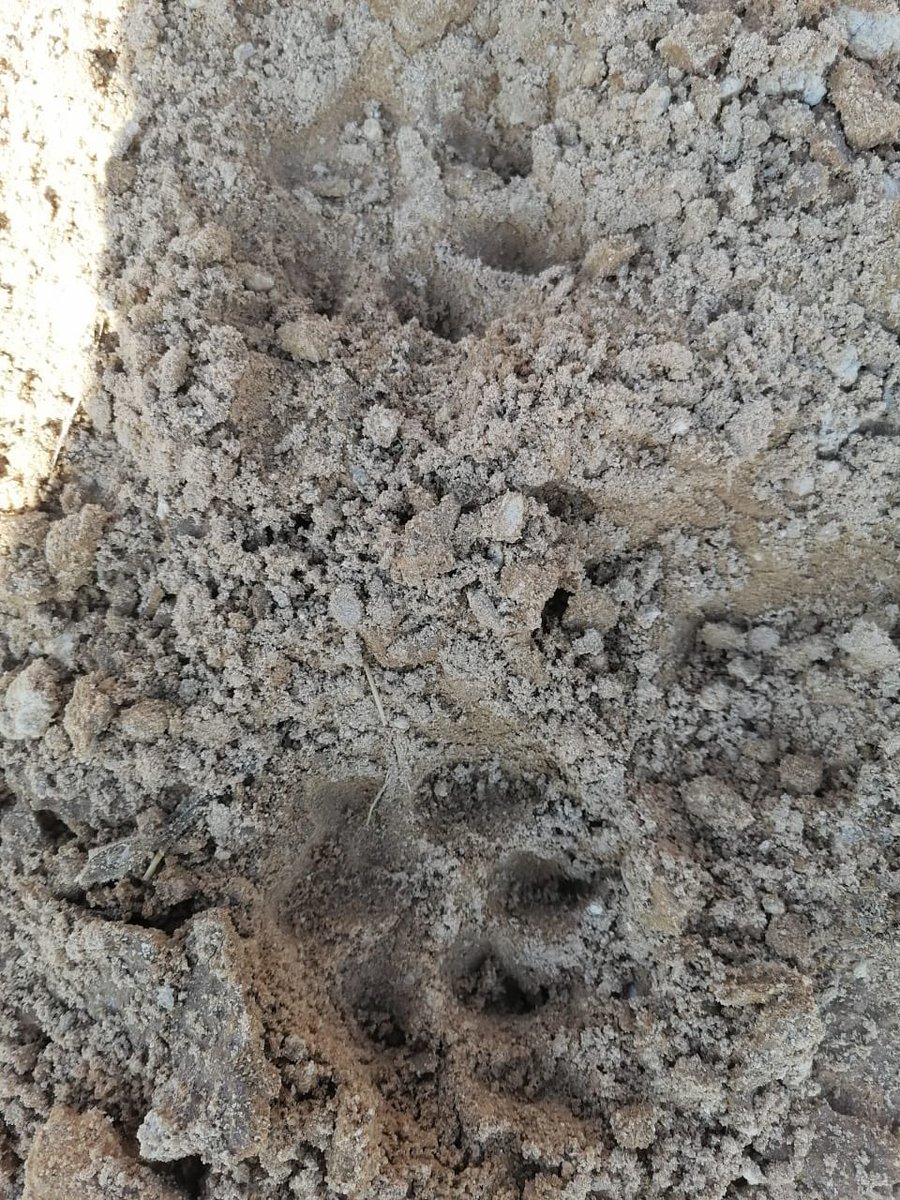 صحيفة الصمان tweet media