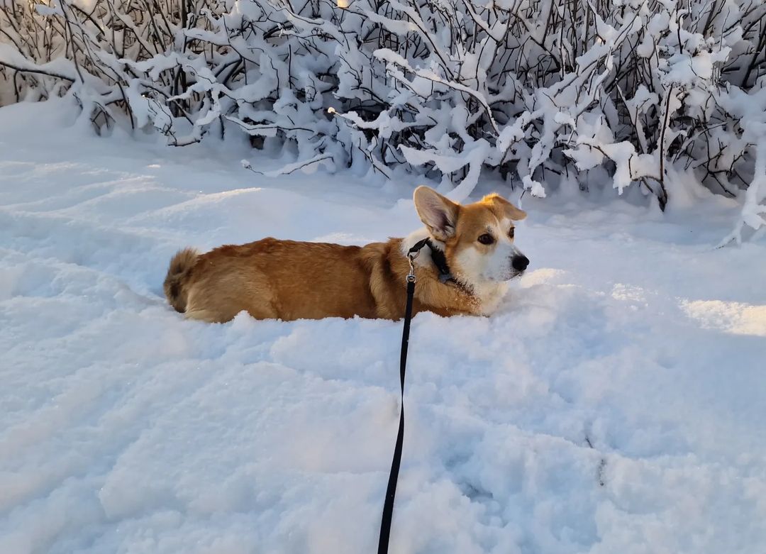 PupCornTreats's tweet image. I know my legs are short but this is ridiculous 😒 #corgiproblems

📸: @yodathecorgidog 

#PupCornTreats #PupCorn