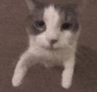 KittyLover8755 tweet media