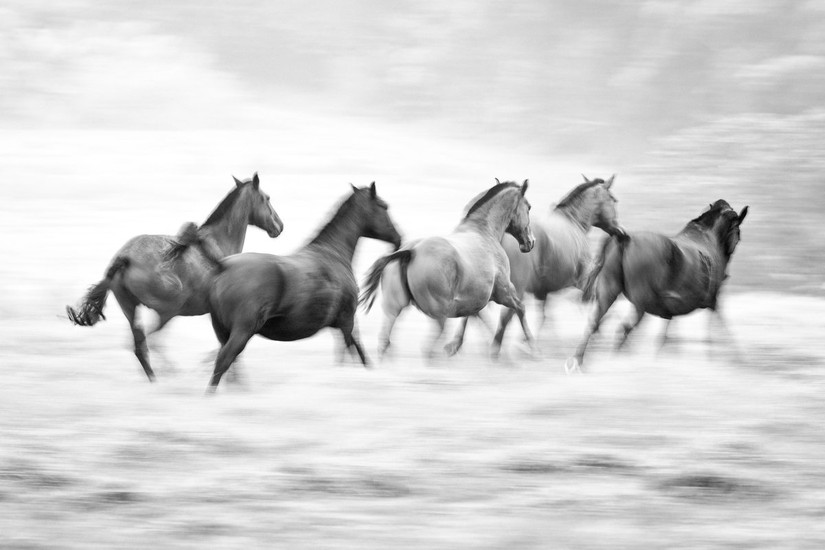 CacaRedig's tweet photo. MY DREAM ESCAPE
2021
Limited Editions
Copyright - Cacá Redig
This is my style, this is my world, this is my art.
#fineartphotography #cacaredig #equinephotography #horselovers #homedecor #art #contemporaryart #nftphotographer #cacaredigphotographer #awardwinnerphotographer https://t.co/ZoWV0CBWxc