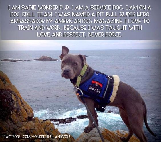 They are work dogs. They want to get out and do things with you. If you train them with love you will have a fantastic friend. #endBSL