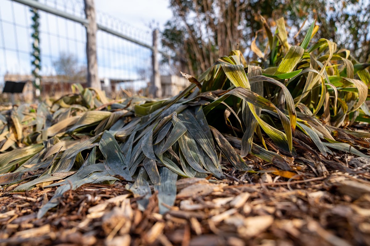 Although it may be difficult, an <a href="/AgriLife/">Texas A&M AgriLife</a> expert recommends avoiding pruning any plants that look damaged—it could do more harm than good. Instead, patience is the key for a possible green return in the spring. Read more at agrilifetoday.tamu.edu/2023/01/05/fre…

 #TexasFreeze #FrostDamage