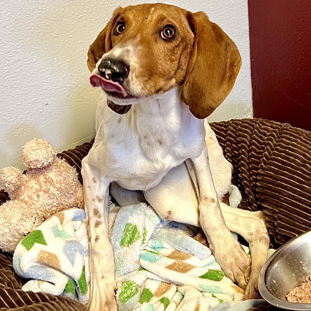 Roice-Hurst Humane Society tweet media