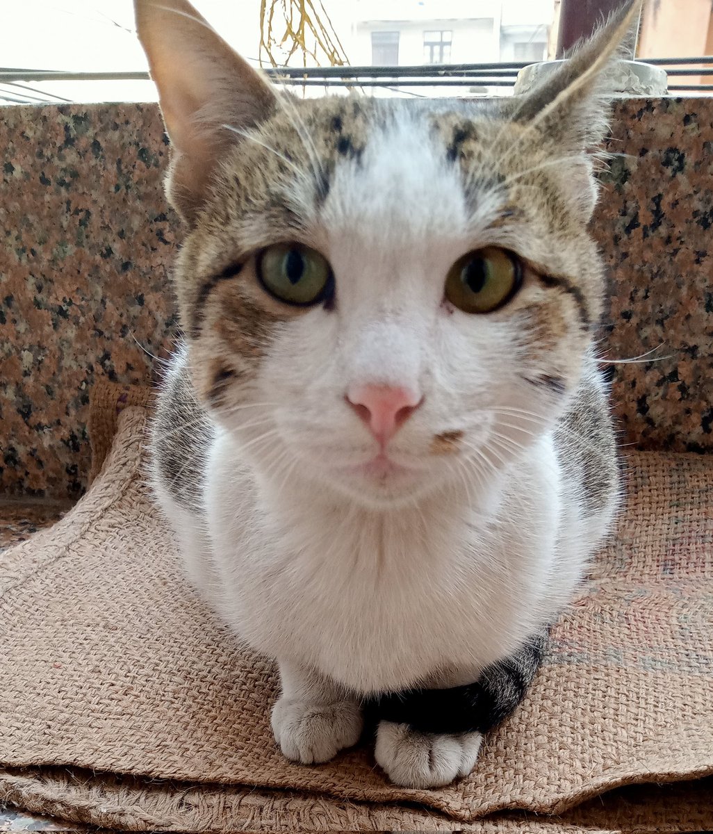 amritaaso2019's tweet photo. It's too cold 🥶 outside.
I love his cuteness 😍
#Cat #CatsOfTwitter #AnimalLovers https://t.co/9pCUc42HRG