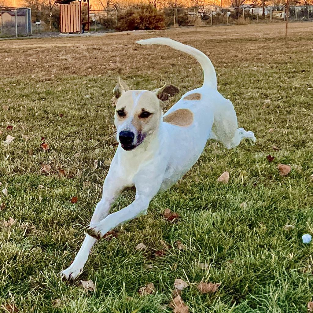 Roice-Hurst Humane Society tweet media