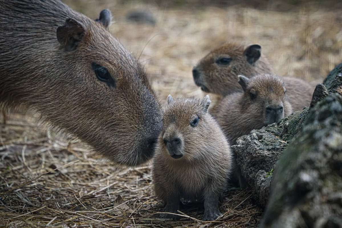 elpaiscali's tweet photo. Un hermoso antílope y tres chigüiros 😍😍 los nuevos bebés que nacieron en el Zoológico de Cali y fueron presentados este viernes. 

📸Jorge Orozco / El País https://t.co/sF2GuoJ945