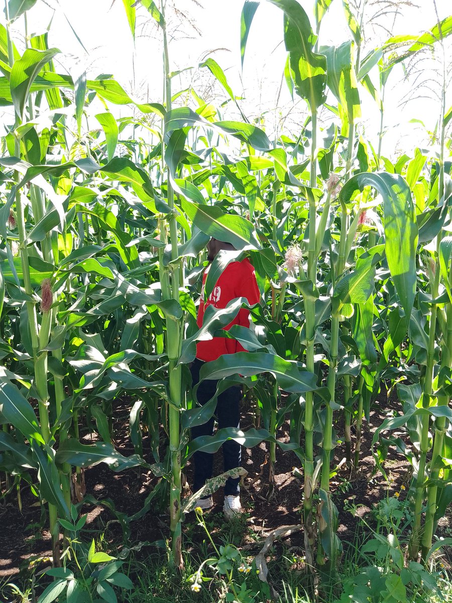 tysonmuturi24's tweet photo. Farming is all about faith &amp; hope https://t.co/g9U9XcYNCW