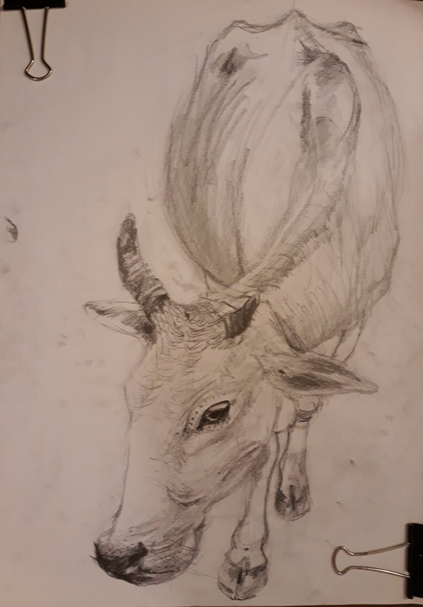 animeshroy's tweet photo. गऊमाता | Cow 06/01/2023
Graphite on Paper
42x30cm |16.54x11.81"
6Jan2023
#गौमाता #गऊमाता #cowhead #mother #cows #cow #cattle #cowdrawing #cowart #cowportrait #animalover #animaldrawing #drawing #animalanatomy #indianartists #artist #fineartist #indianartist #vegetarian #hindu https://t.co/Ockqe6PrhT