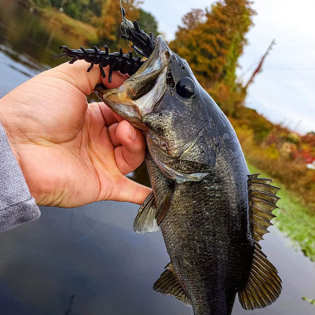 NikkoBaits tweet media