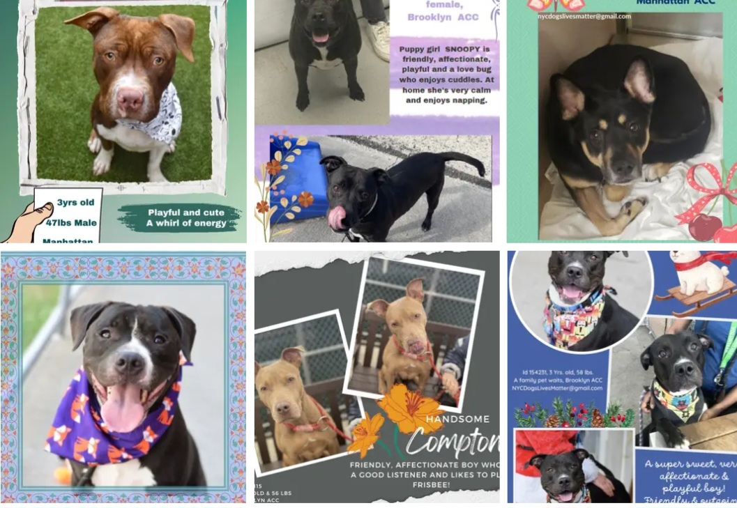 TAV4ACCMedicals's tweet photo. #NYCACC #PLEDGES
Kill Day 1/7
#Adopt #Foster
🚑Pluto💔😭45
Jump Street 110
Apollo 145
Cork 155
Tux 195
Sauriel 200
Clark 235
Dusser 250
Spike 322
Nughtline 325
Zeus 460
Scotty Pippin 490
🚑Dexter 495
🚑Snoopy 600
🚑Compton 718
**🚑Hansel 1069 https://t.co/IXpdmufKwU