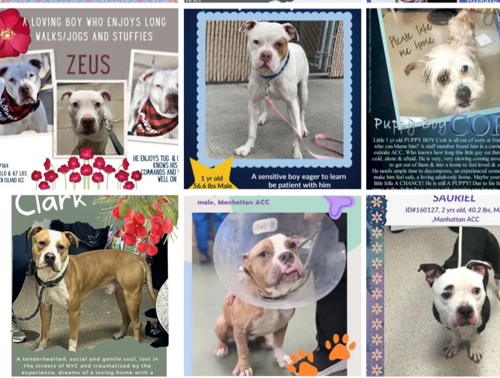 TAV4ACCMedicals's tweet photo. #NYCACC #PLEDGES
Kill Day 1/7
#Adopt #Foster
🚑Pluto💔😭45
Jump Street 110
Apollo 145
Cork 155
Tux 195
Sauriel 200
Clark 235
Dusser 250
Spike 322
Nughtline 325
Zeus 460
Scotty Pippin 490
🚑Dexter 495
🚑Snoopy 600
🚑Compton 718
**🚑Hansel 1069 https://t.co/IXpdmufKwU