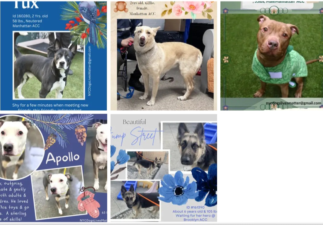 TAV4ACCMedicals's tweet photo. #NYCACC #PLEDGES
Kill Day 1/7
#Adopt #Foster
🚑Pluto💔😭45
Jump Street 110
Apollo 145
Cork 155
Tux 195
Sauriel 200
Clark 235
Dusser 250
Spike 322
Nughtline 325
Zeus 460
Scotty Pippin 490
🚑Dexter 495
🚑Snoopy 600
🚑Compton 718
**🚑Hansel 1069 https://t.co/IXpdmufKwU