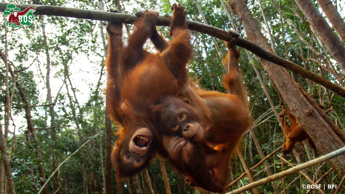 #FridayFeeling! Have a great weekend!
These rescued orphans are undergoing rehabilitation at #OrangutanJungleSchool in order to one day be returned to the #wild in protected #rainforest
#NotAPet #Rescue #Orangutan #Conservation #CriticallyEndangered