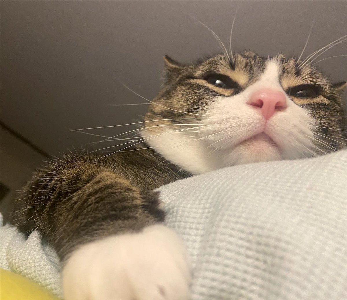 CokeZeroCat's tweet photo. h, https://t.co/7ijK0GFHGr