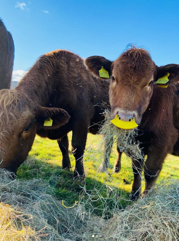 StabiliserBeef's tweet photo. It's interesting to see the variety of weaning methods available now. It's the first time for Eryri Farm using #quietwean, which is removed after six days. Be sure to give them a follow to hear how the progress and results go.

📸 eryrifarm

#stabilisercattle #weaningtime https://t.co/UeVaBznnPO