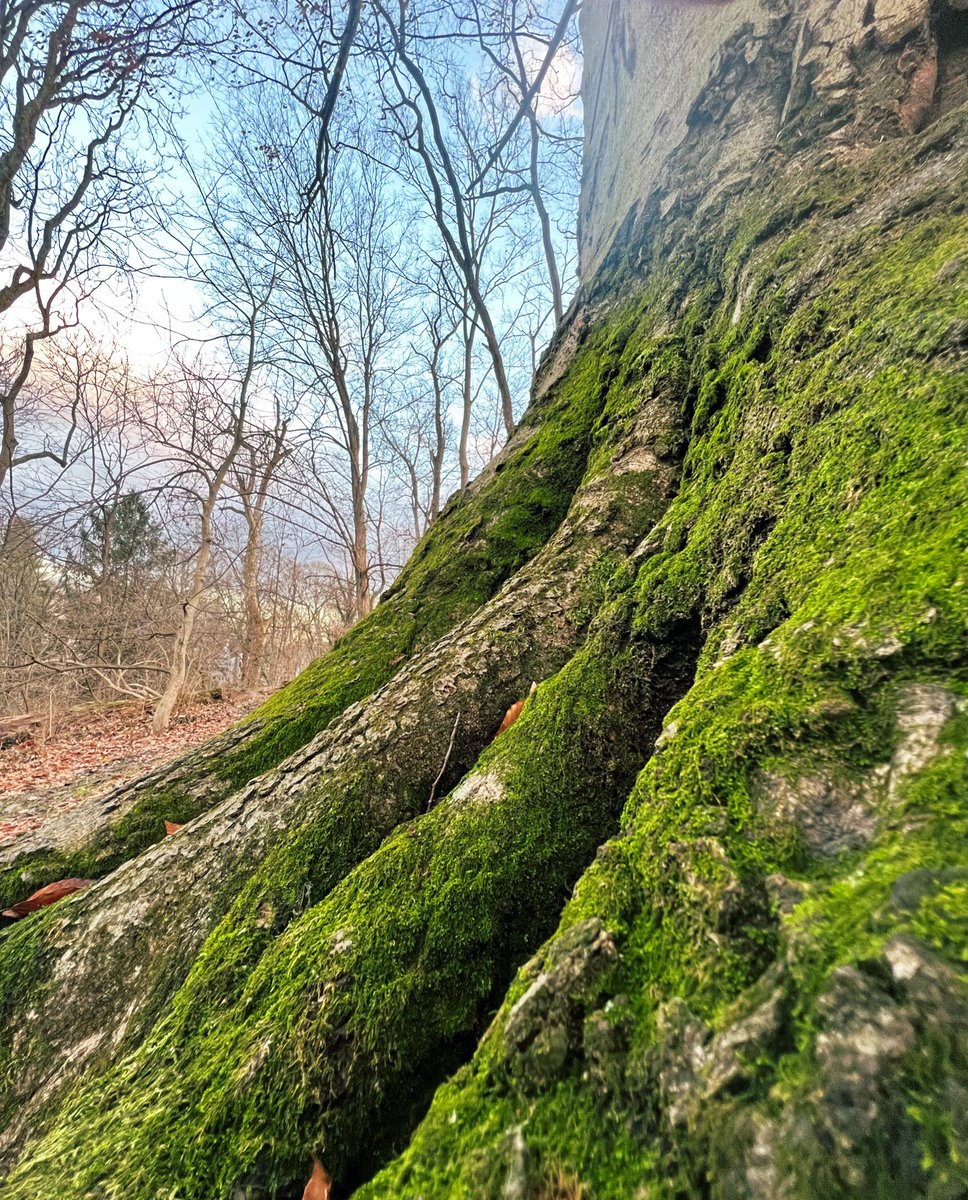 @jjays_captions @jackli202206 I miss the sun but green is so vibrant in this light. #forestvibes #treeseekers