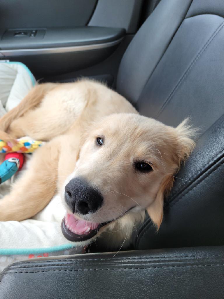 RoxiStanek's tweet photo. @CrumblCookies This is Jam and he loves @CrumblCookies (his humans do too!) 😍 https://t.co/H3gbNzOoCU
