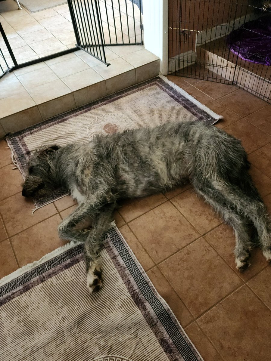 Today Iz 7'4' from nose to tail.

 Can I get likes for my big, cuddly, sleepy boy?

#dogs #dogsoftwitter #irishwolfhounds