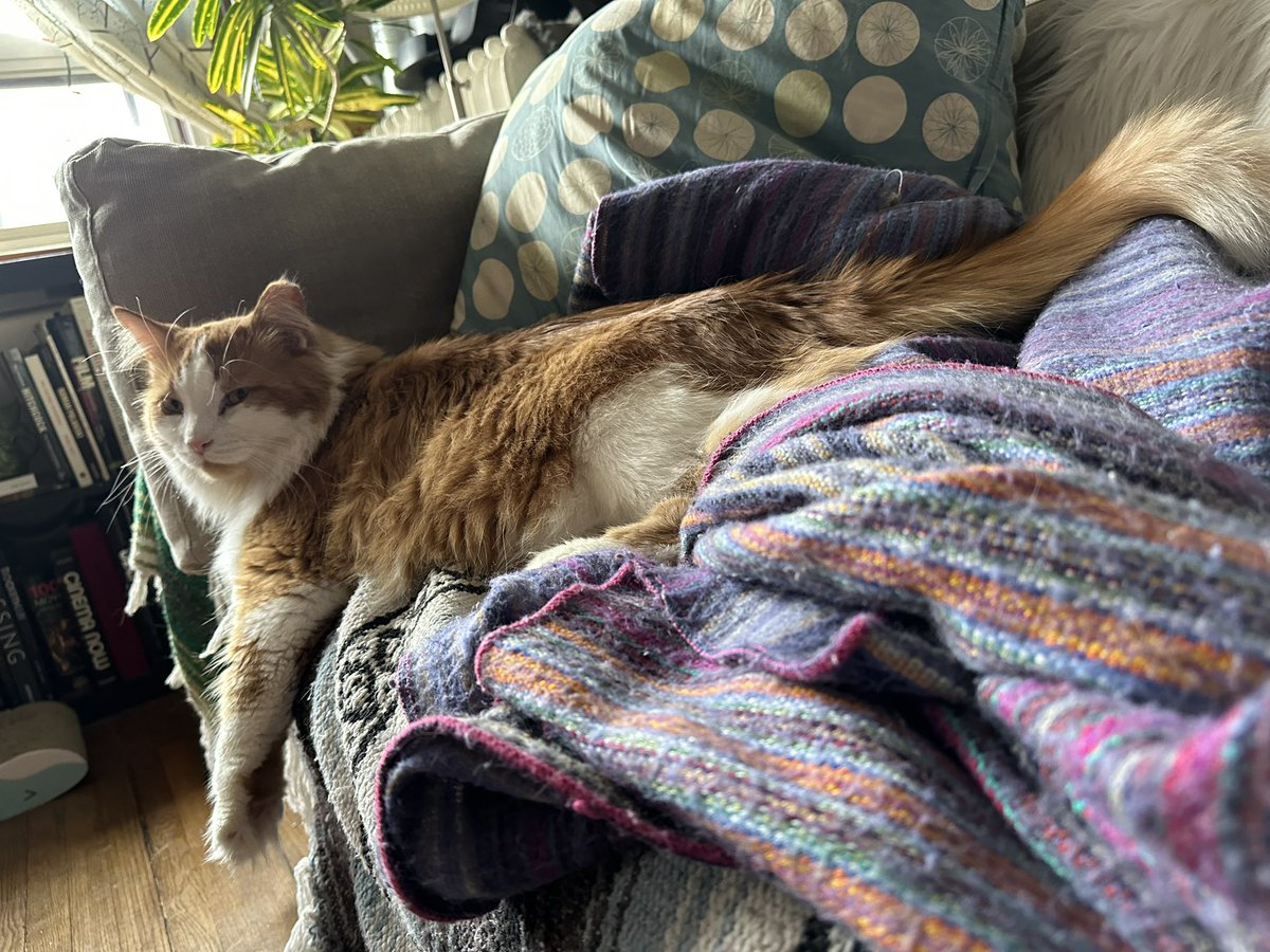 rachel_is_here's tweet image. Note to self: when you can’t find your phone, look under the cat