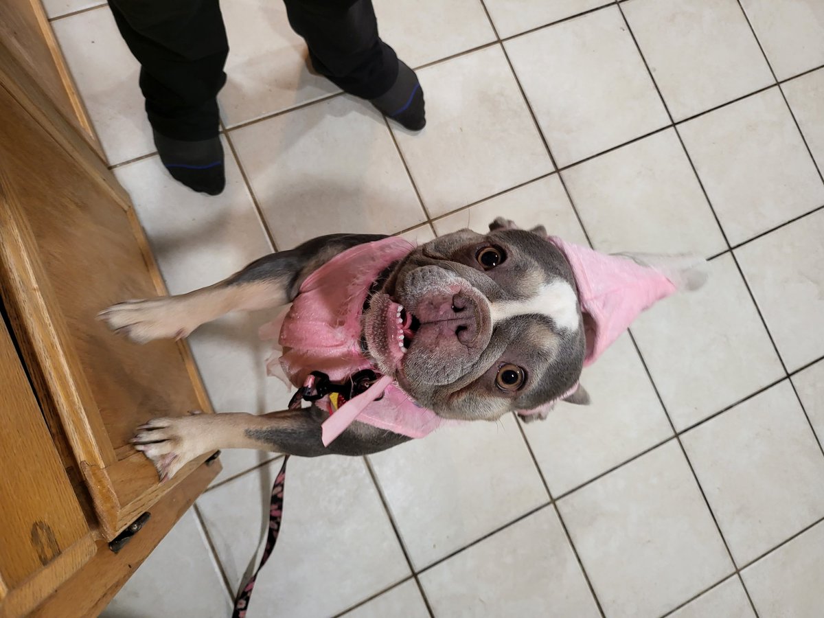 Joeydawop209 (@joeydawop209) on Twitter photo 