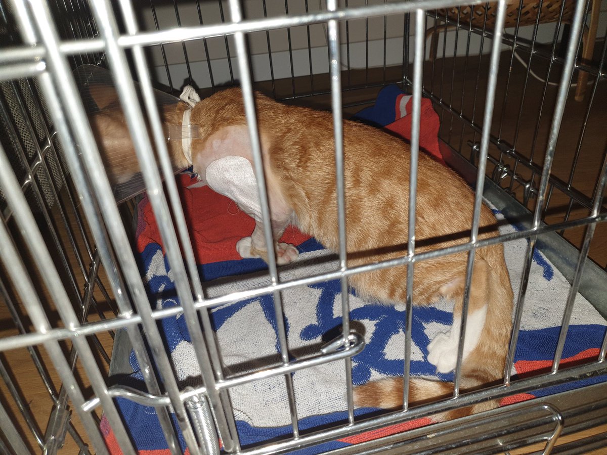 Gerrit1V's tweet image. Uitgeput, lekker naar bed nu...#Beterschap #Wolluk