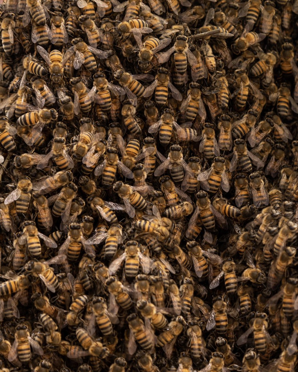 diegopetroncari's tweet photo. New Bee Colony formation #bee #bees #beecolony #photo #photograph #photography #photooftheday https://t.co/UVtKwlg1KJ