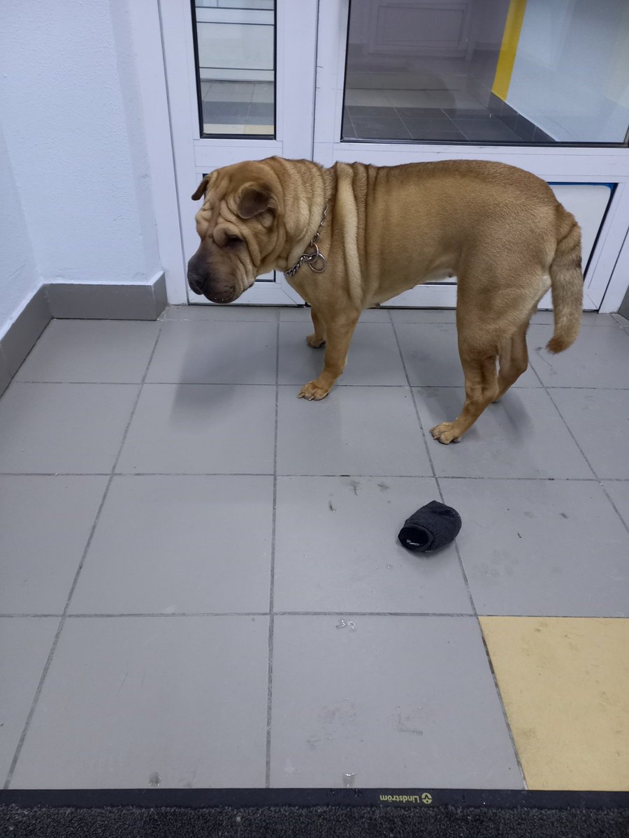 Тюмень, помогите найти хозяина!!! В подъезде обнаружилась очень грустная и одинокая шарпеиха. Она не местная. Плиз, ретвитните. Она очень добрая, напуганная и печальная🥲 Бакинских Комиссаров, Дом обороны. Знакомые взяли себе, чтобы не побежала дальше и не замерзла