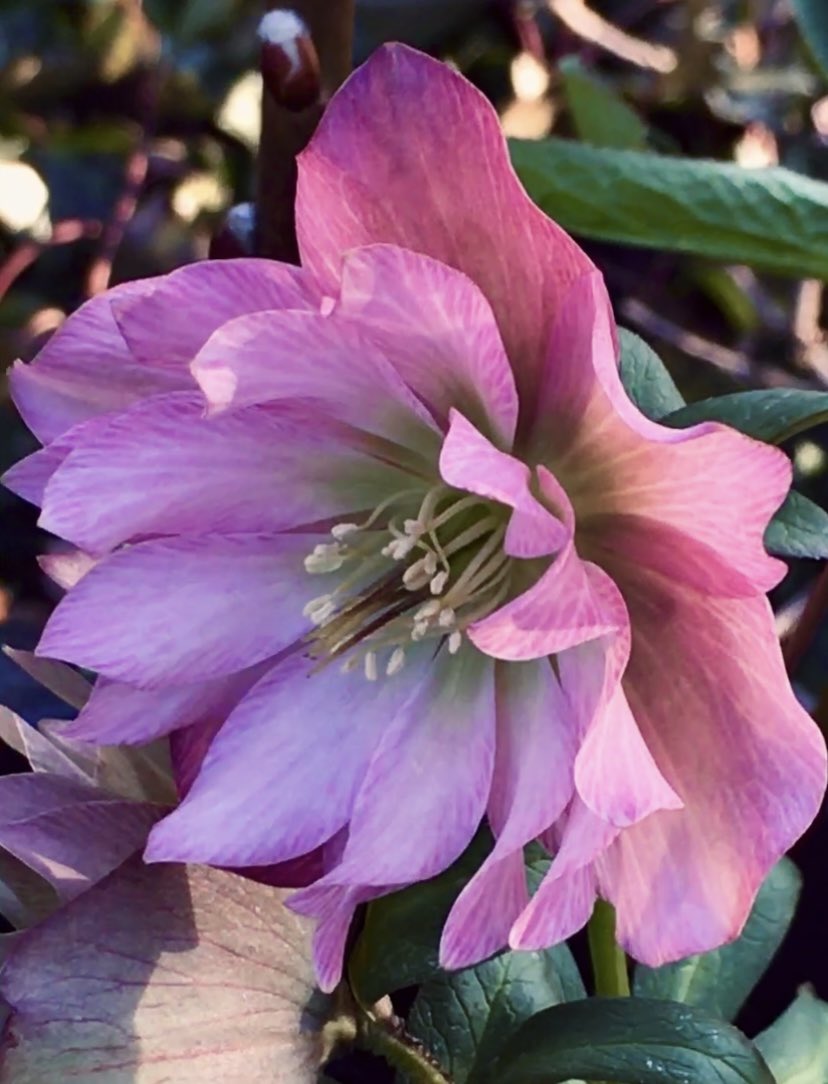 christinedemar's tweet photo. @Sneshka_Richter @ShennenBersani @anuradhamathur @LambertiAnna2 @Bramblings22 @Stevewal63 @t_NickAkers @BGPhotography8 @Rachael67947693 @jannibele I’m a bit late with a tweet,  apologies. #Pink #Hellebores for a #PinkFriday  &amp; #PinkWeekend Sharing loads of #HappyVibes &amp; #Love 🥰💕💗🌸 because #MentalHealthMatters Wishing everyone here a wonderful weekend. https://t.co/queVr0VMGL