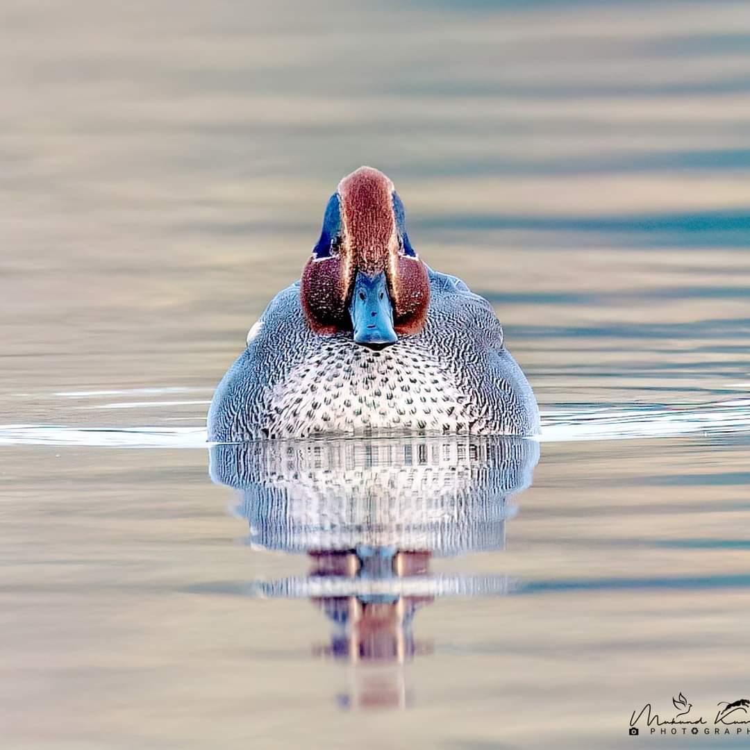 kumarmukund's tweet image. Common Teal:
Surajpur wetland - Uttar Pradesh.
7-Jan-2022

#IndiAves
#coloursofindia #bbcearth #bbcwildlife #birds_of_instagram #birds #birds_of_ig #nikonphotography