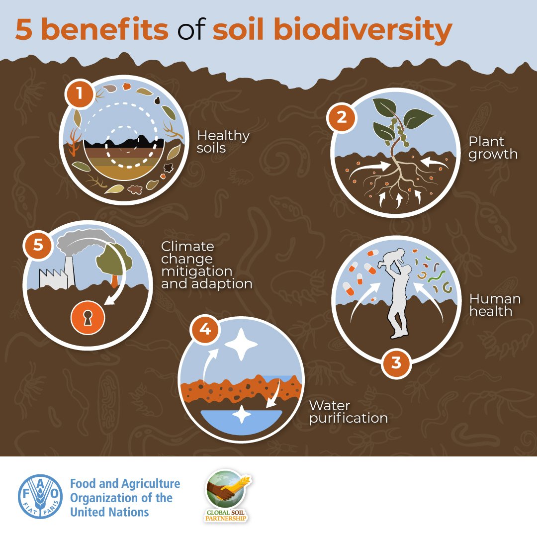 #SoilBiodiversity is a nature-based solution to many of the global challenges facing humanity. 

Yet, it is threatened by unsustainable soil management practices, erosion, pollution, urbanization &amp; more.

#SoilHealth #Soils4Nutrition