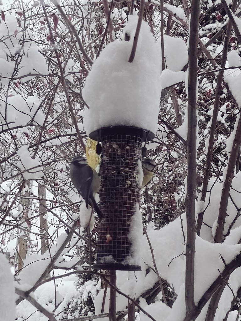 TomderZar's tweet photo. Guten Morgen Leute ☃️
Von drauß' vom Garten komm ich her; Ich muß euch sagen, es weihnachtet sehr! 🎄
#garten #dailyfleets #garden #kleingarten #gartenlogbuch #wienliebe #vienna #schrebergarten #blaumeisen #kohlmeisen #schnee #hütteldorf https://t.co/MRelPG2NSU