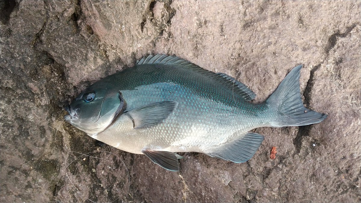 渋いながらもメジナ(33~34cm)2枚とボラ(70cm)1枚を釣ることが出来た！
久々のボラファイトは強烈でした！
たまに写真が保存されないのはなぜだ？
#真鶴