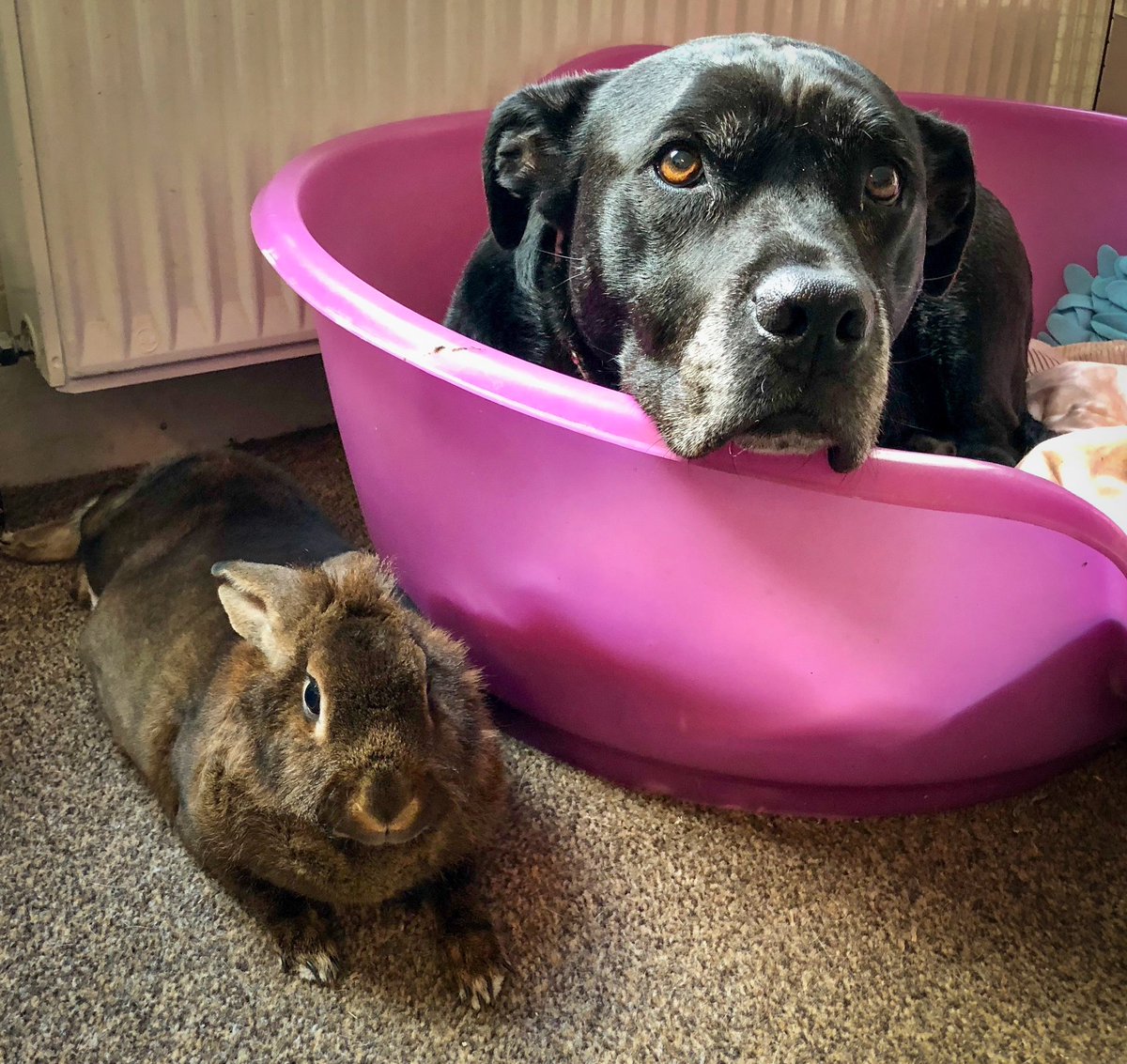 Rosie my rabbit has gone missing. I think she must have got out in the garden a couple of days ago. London E4. I’m desperate for any news. Please RT if you can. Thank you.