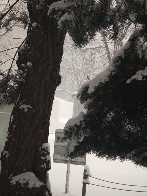 そういえば大通2丁目、横から雪像見えないかなって思ったけどプレハブ小屋あってこれくらいだけ見えた 