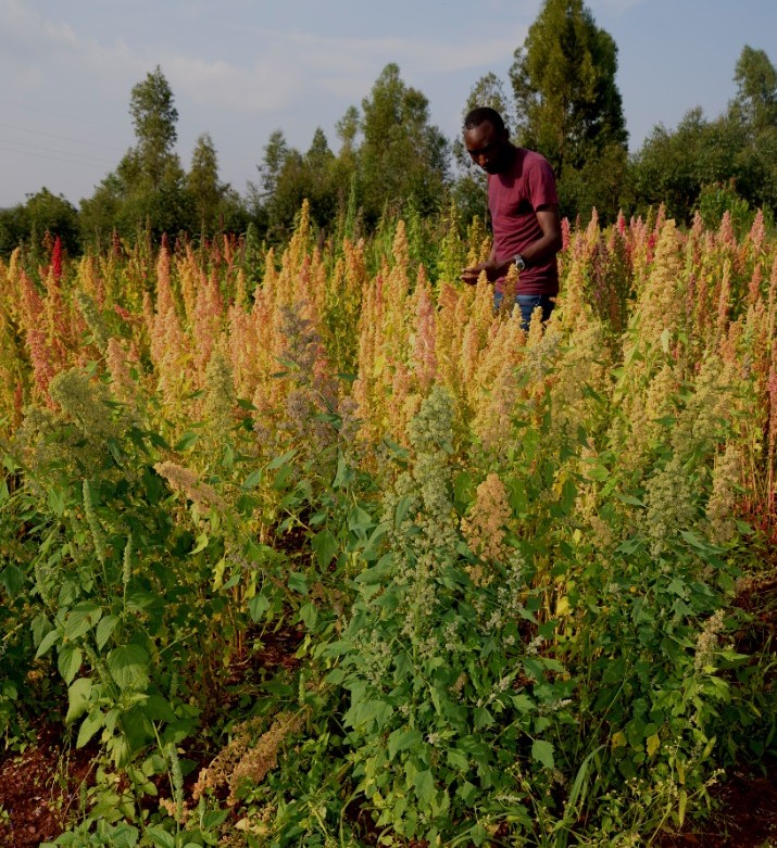 QuinoaHub tweet media