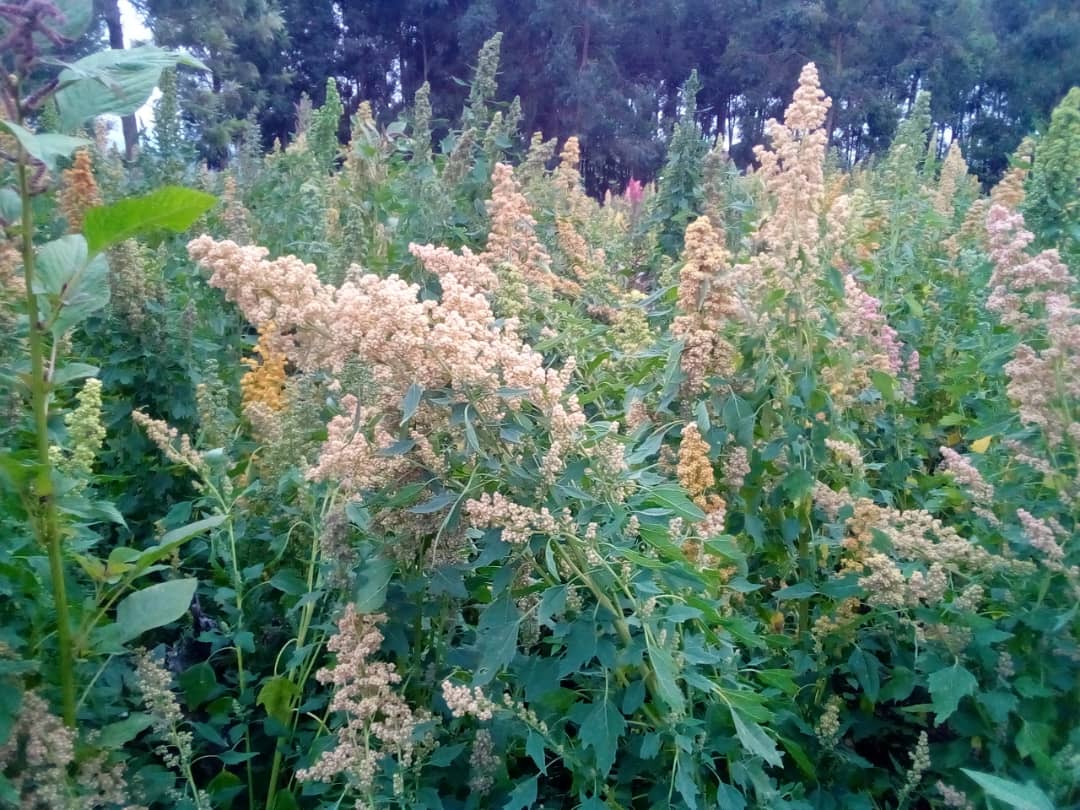 QuinoaHub tweet media