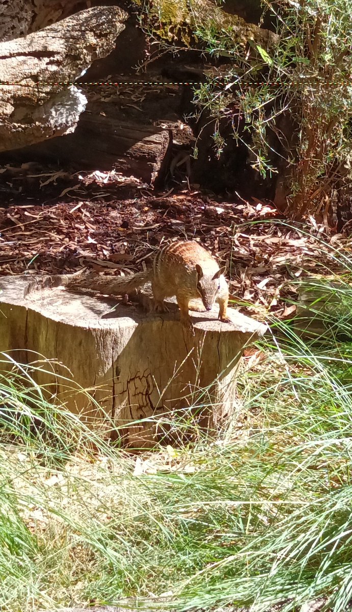 PHCC_Mick's tweet photo. Spent the morning at the @PerthZoo checking out some of the #rare #dangerous and #iconic species found in the farming and natural landscapes of the @PeelHarveyCC & around the world 🌎
@AusLandcare #landcare
#GreeningFarms
#worth_protecting https://t.co/jDf8UzLh9i