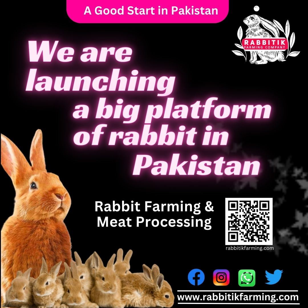 Rabbitik Farming tweet media