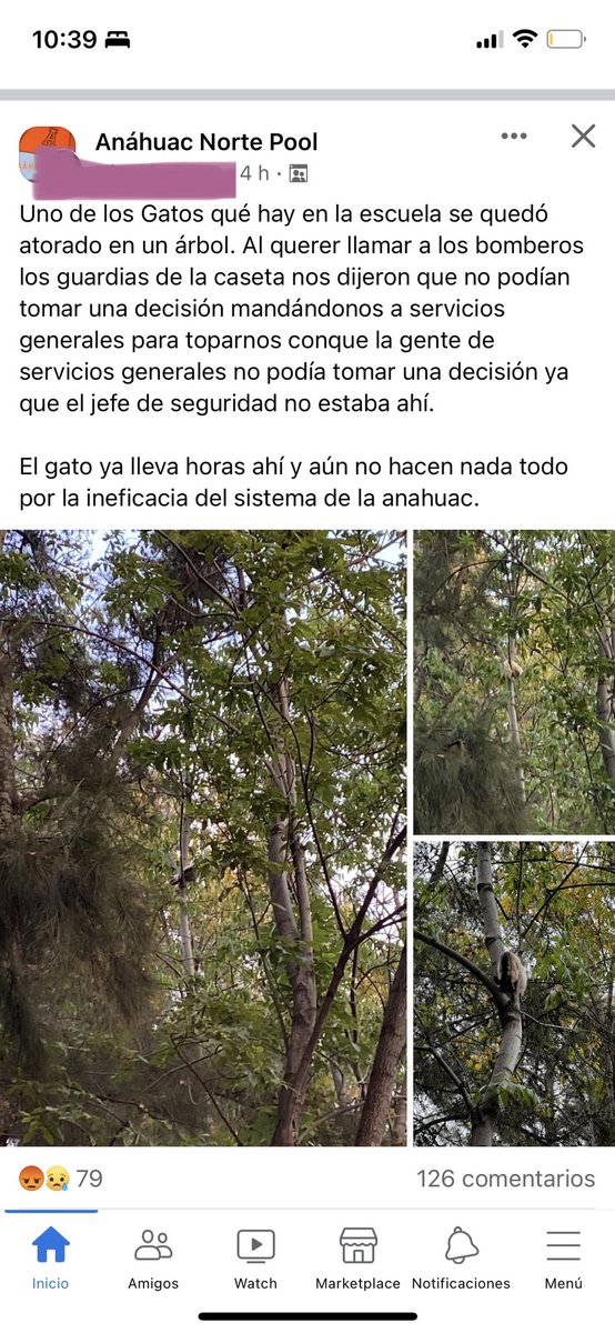 dialogueswithp's tweet photo. @HuixquiGob Urge que ayuden. Este gato lleva mas de 4 horas atrapado y el personal de la universidad no permite ayudar al gato. https://t.co/stIxzCW7ZI
