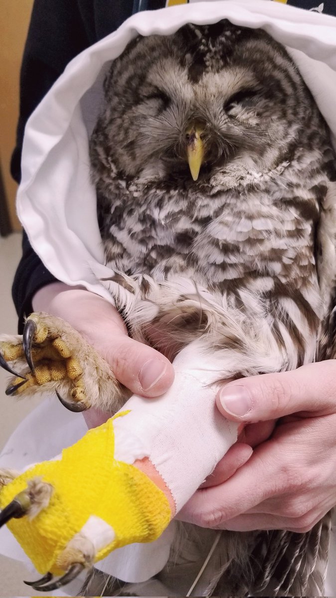 RiverstoneSaga's tweet photo. This week was rough, but ended with me getting to take care of a Barred Owl. These moments in #vetmed are the best. #vettech #wildlife #allcreatures #owl #CVT #wildliferescue #wildliferehab #caringforanimals #itsnotaboutmoney https://t.co/LksmhzaUbs