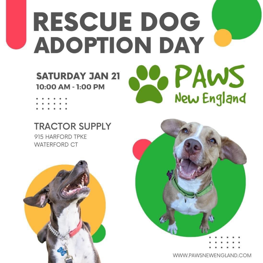 PAWSNewEngland's tweet photo. Adoption Event Saturday 1-21 https://t.co/wPRQsWLoMe