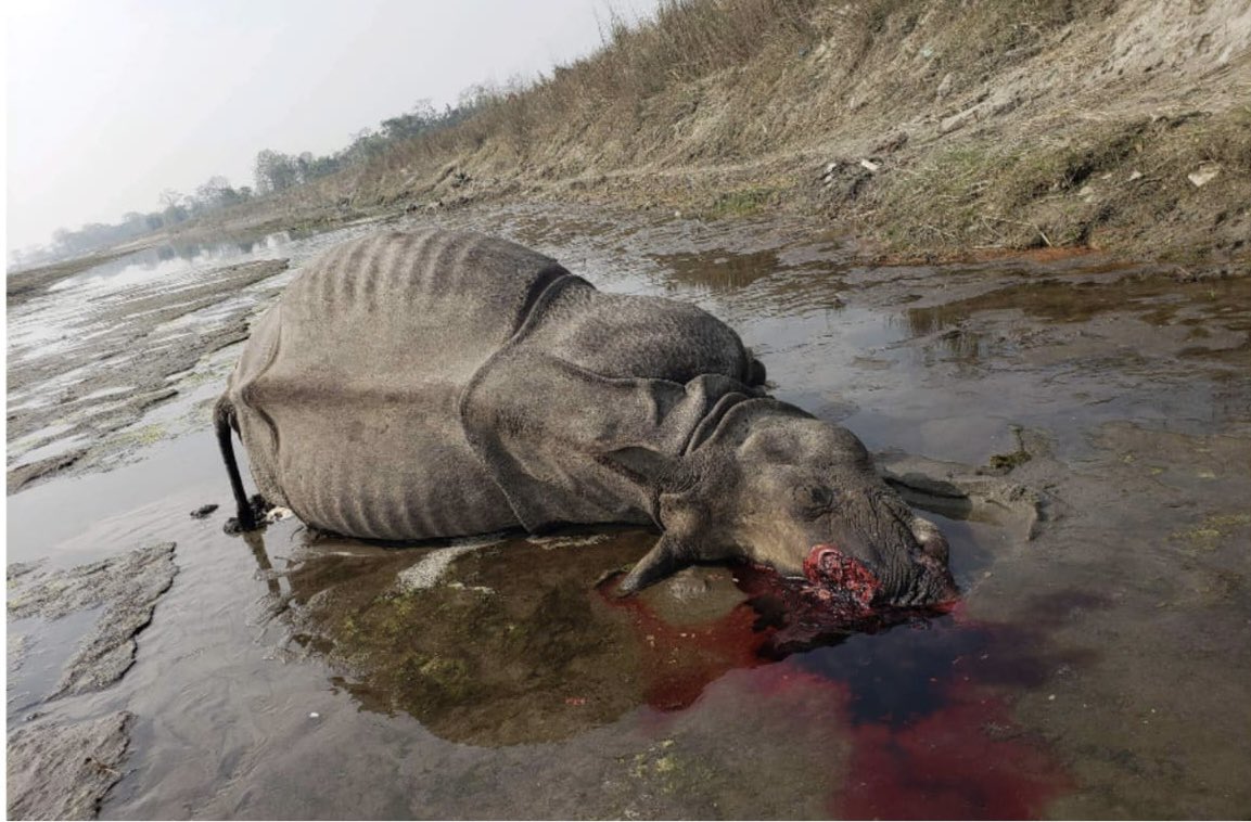 Knowingly well that this picture form Nepal is gruesome and sensitive, it is important to share that organised wildlife crime and trans-boundary illegal trade of wildlife derivatives remains a challenge for all. Protecting wildlife need more collective efforts.