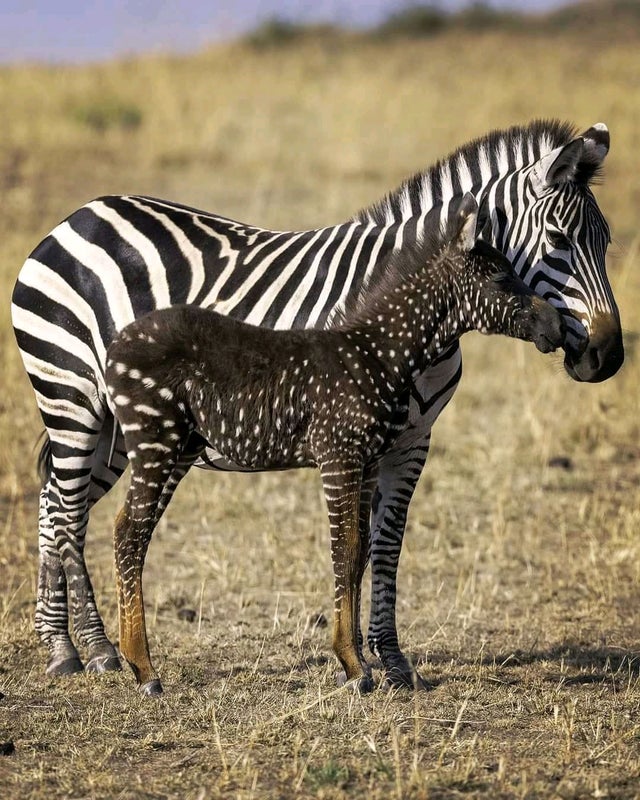 steve_moody's tweet image. This is a  rare polka-dotted zebra foal named Tira, standing close to its mother in the Maasai Mara reserve in Kenya #rare #texmex #totp