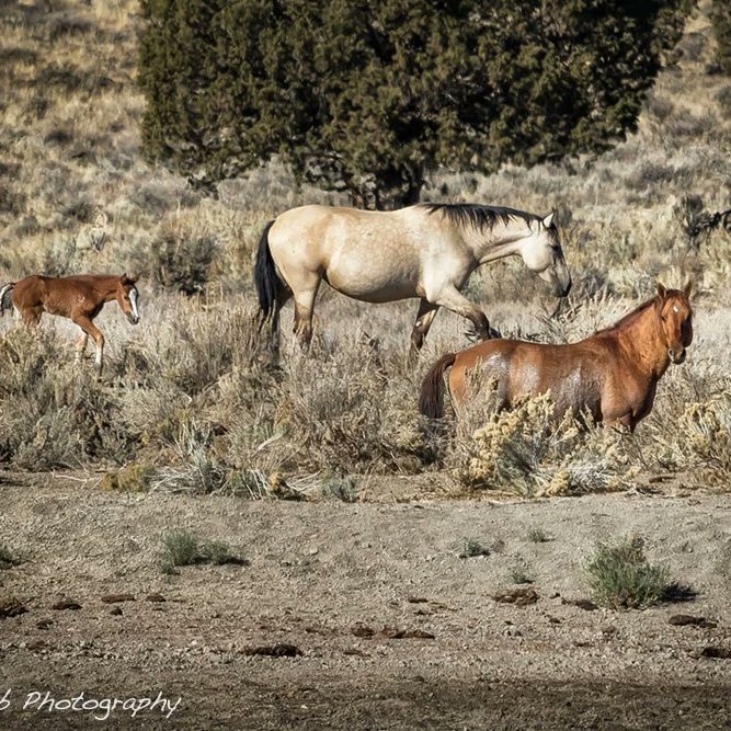 Well my friends I'm tired tonight so I'm going to call it an evening I hope you had a great one if you have to work tomorrow have a great day if not enjoy the weekend. Please support animal rescues we can't survive without your donations.

#WildHorses
#HorseRescue
#KeepThemWild